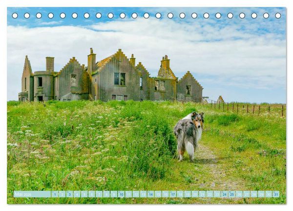 Produktbild: Highland-Collies - Auf vier Pfoten durch Schottland und Irland (Tischkalender 2026 DIN A5 quer), CALVENDO Monatskalender