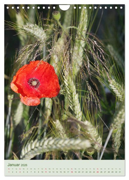 Produktbild: Mohn im Feld (Wandkalender 2026 DIN A4 hoch), CALVENDO Monatskalender
