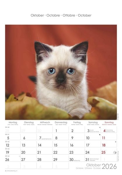 Katzen 2026 - Bildkalender 23,7x34 cm - Kalender mit Platz für Notizen - mit vielen Zusatzinformationen - Cats - Wandkalender - Alpha Edition