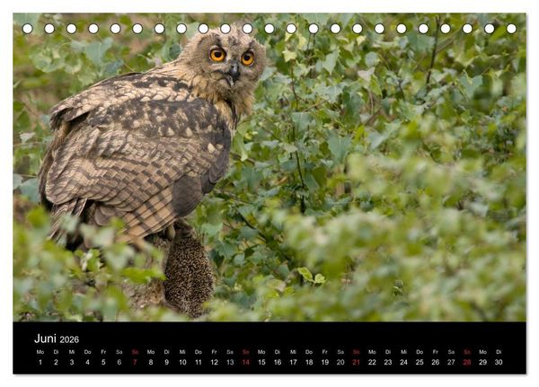 Produktbild: Uhu - K&ouml;nig der Nacht (Tischkalender 2026 DIN A5 quer), CALVENDO Monatskalender