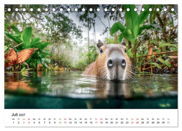 Produktbild: Capybara - die Ruhe als Lebensform (Tischkalender 2027 DIN A5 quer), CALVENDO Monatskalender