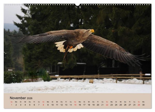 Produktbild: Der Steinadler. Majest&auml;tischer Greifvogel (hochwertiger Premium Wandkalender 2026 DIN A2 quer), Kunstdruck in Hochglanz