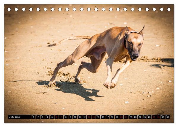 Produktbild: Windhunde - eine Leidenschaft (Tischkalender 2026 DIN A5 quer), CALVENDO Monatskalender