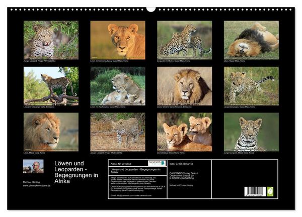 Produktbild: L&ouml;wen und Leoparden - Begegnungen in Afrika (Wandkalender 2026 DIN A2 quer), CALVENDO Monatskalender