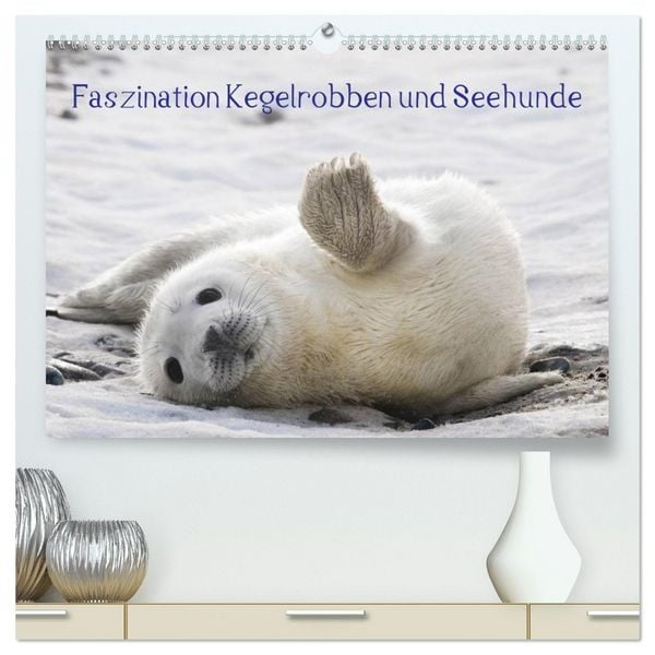 Produktbild: Faszination Kegelrobben und Seehunde 2026 (hochwertiger Premium Wandkalender 2026 DIN A2 quer), Kunstdruck in Hochglanz