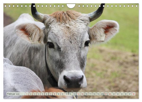 Produktbild: Alpenrinder (Wandkalender 2026 DIN A4 quer), CALVENDO Monatskalender
