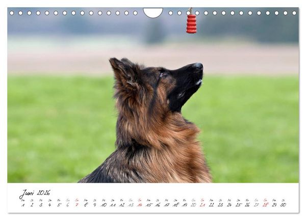 Produktbild: Zauberhafte Langhaar Sch&auml;ferhunde (Wandkalender 2026 DIN A4 quer), CALVENDO Monatskalender