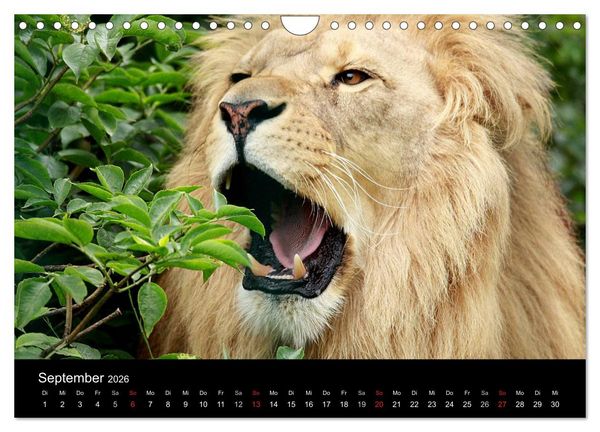 Produktbild: L&ouml;wen (Wandkalender 2026 DIN A4 quer), CALVENDO Monatskalender