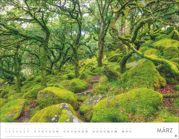 Produktbild: Sch&ouml;nheit des Waldes Posterkalender 2027