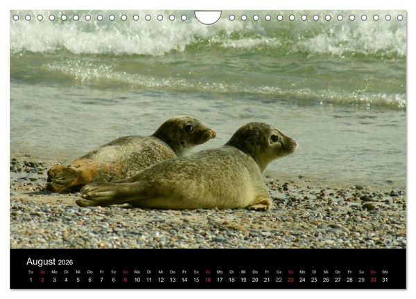 Produktbild: An der Nordsee (Wandkalender 2026 DIN A4 quer), CALVENDO Monatskalender