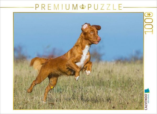 CALVENDO Puzzle Nova Scotia Duck Tolling Retriever auf dem Feld | 1000 Teile Lege-Größe 64x48cm Foto-Puzzle für glückliche Stunden
