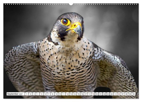 Produktbild: Erfolgreiche J&auml;ger (hochwertiger Premium Wandkalender 2027 DIN A2 quer), Kunstdruck in Hochglanz