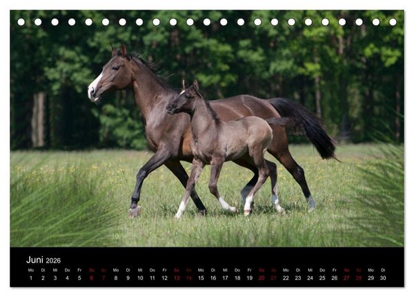 Produktbild: Vollblutaraber - Sch&ouml;nheit und Adel (Tischkalender 2026 DIN A5 quer), CALVENDO Monatskalender