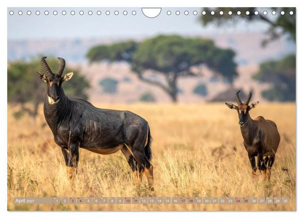 Produktbild: Antilopenzauber (Wandkalender 2027 DIN A4 quer), CALVENDO Monatskalender