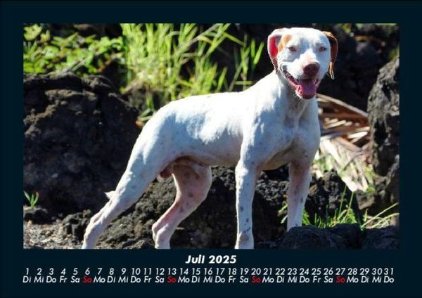 Produktbild: Hunde 2025 Fotokalender DIN A5