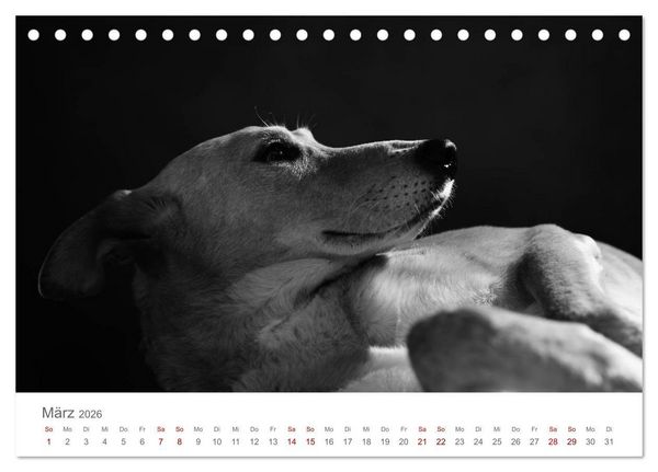 Produktbild: Hundeportraits Fine Art (Tischkalender 2026 DIN A5 quer), CALVENDO Monatskalender