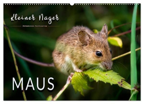 Produktbild: Kleiner Nager - Maus (Wandkalender 2026 DIN A2 quer), CALVENDO Monatskalender