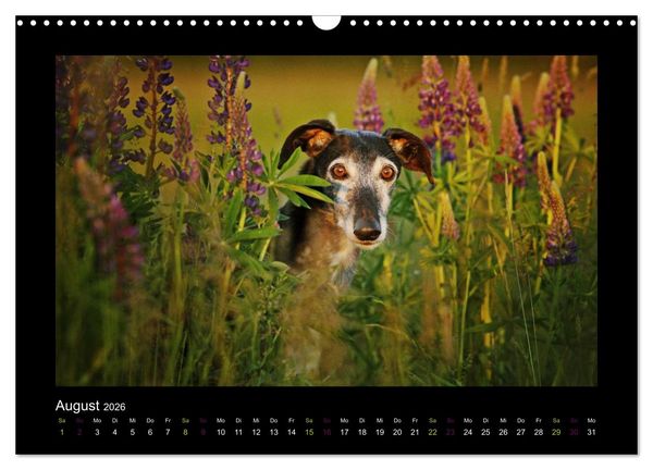 Produktbild: Windhund bunt (Wandkalender 2026 DIN A3 quer), CALVENDO Monatskalender