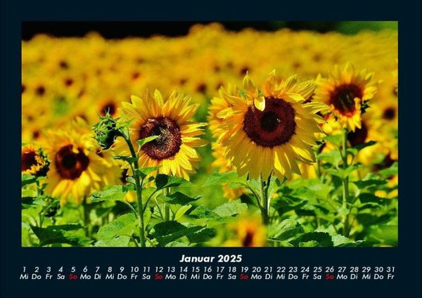 Produktbild: Blumentr&auml;ume 2025 Fotokalender DIN A4