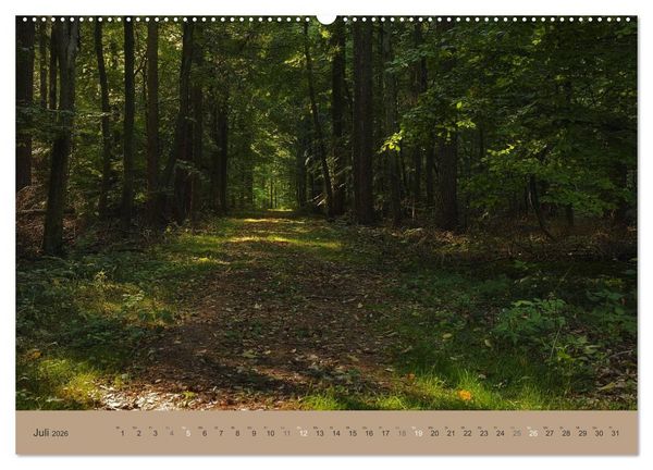 Produktbild: Unser Wald - Magische Sichten in norddeutsche W&auml;lder (Wandkalender 2026 DIN A2 quer), CALVENDO Monatskalender