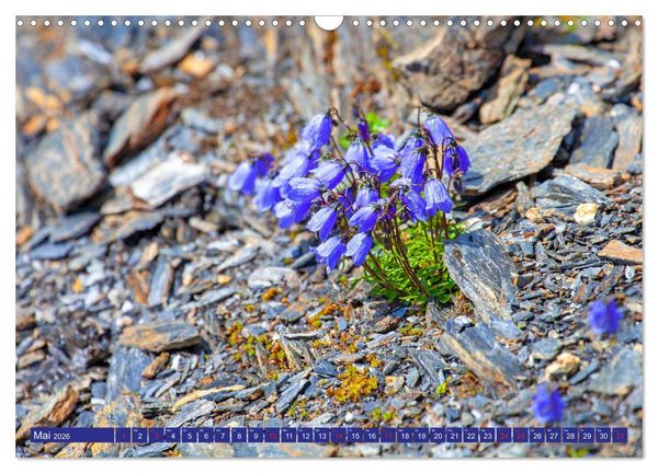 Produktbild: Meine sch&ouml;nsten Alpenblumen (Wandkalender 2026 DIN A3 quer), CALVENDO Monatskalender