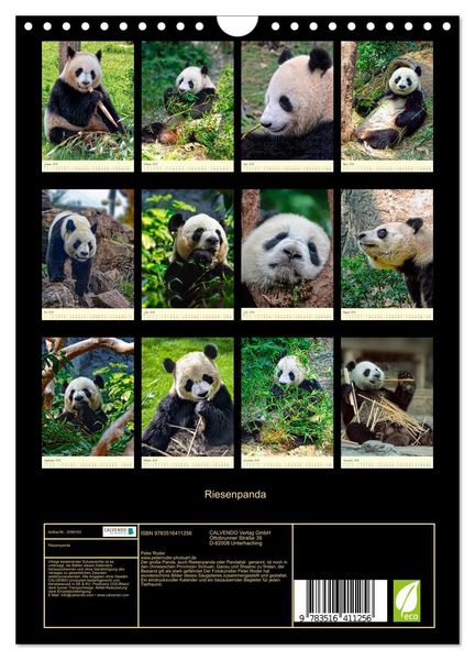 Produktbild: Riesenpanda (Wandkalender 2026 DIN A4 hoch), CALVENDO Monatskalender