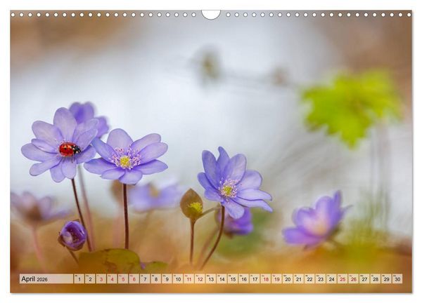 Produktbild: M&auml;rchenwelt der Wildblumen (Wandkalender 2026 DIN A3 quer), CALVENDO Monatskalender