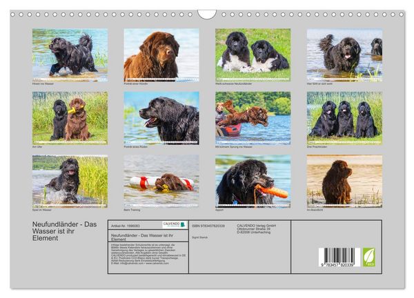Produktbild: Neufundl&auml;nder - Das Wasser ist ihr Element (Wandkalender 2026 DIN A3 quer), CALVENDO Monatskalender