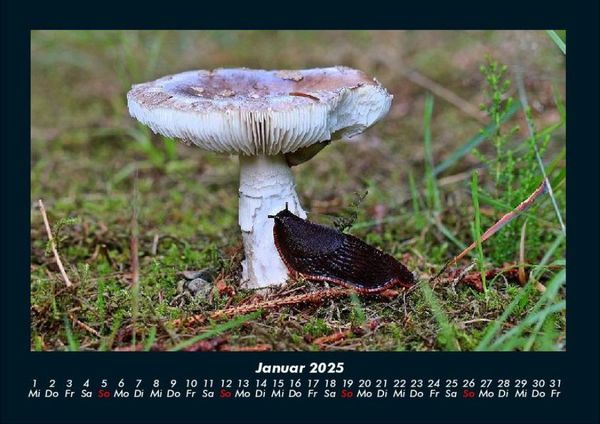 Produktbild: Pilzkalender 2025 Fotokalender DIN A4