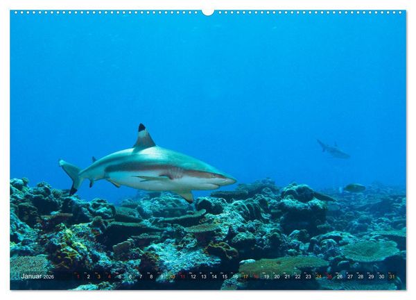 Produktbild: Mikronesien: Yap und Palau (hochwertiger Premium Wandkalender 2026 DIN A2 quer), Kunstdruck in Hochglanz
