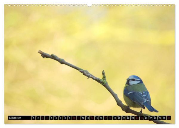 Produktbild: M&eacute;sanges bleues (Calendrier mural 2027 DIN A2 vertical), CALVENDO calendrier mensuel