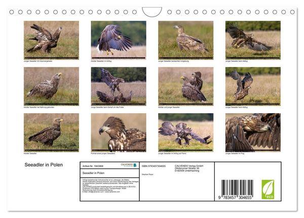 Produktbild: Seeadler in Polen (Wandkalender 2026 DIN A4 quer), CALVENDO Monatskalender