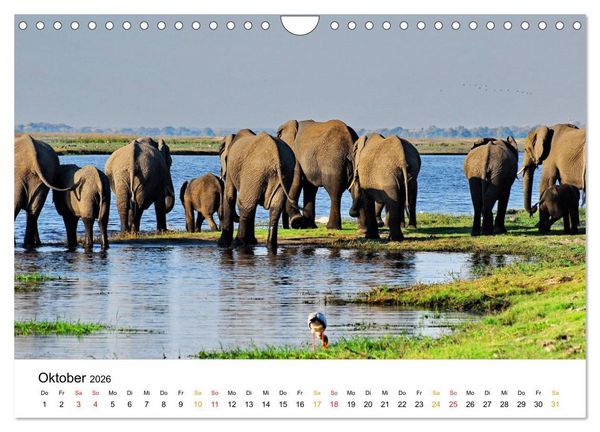 Produktbild: Elefanten Impressionen (Wandkalender 2026 DIN A4 quer), CALVENDO Monatskalender
