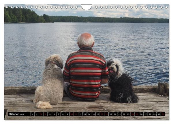 Produktbild: Tibet-Terrier - Eine Hunderasse mit Charakter (Wandkalender 2026 DIN A4 quer), CALVENDO Monatskalender