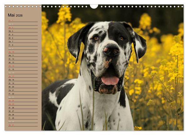 Produktbild: Deutsche Doggen - Sanfte Riesen (Wandkalender 2026 DIN A3 quer), CALVENDO Monatskalender