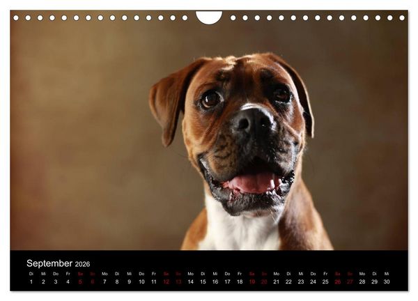 Produktbild: Liebenswerte Boxer (Wandkalender 2026 DIN A4 quer), CALVENDO Monatskalender