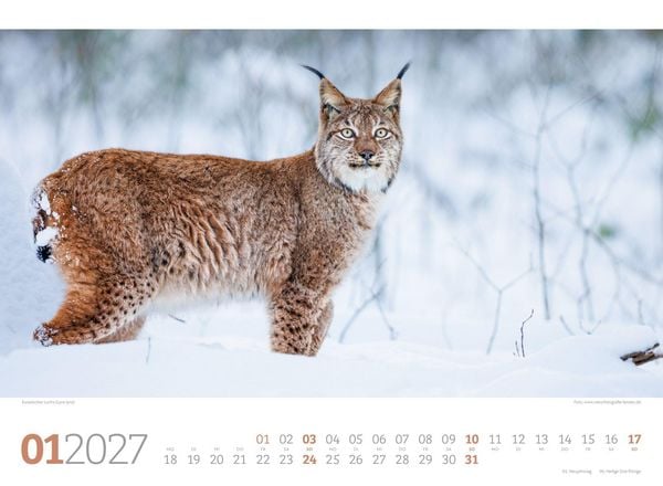 Produktbild: Tierwelt Wald Kalender 2027