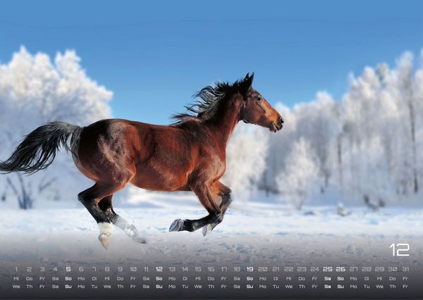 Produktbild: Pferdegefl&uuml;ster - Der Pferdekalender - 2027 - Kalender DIN A3
