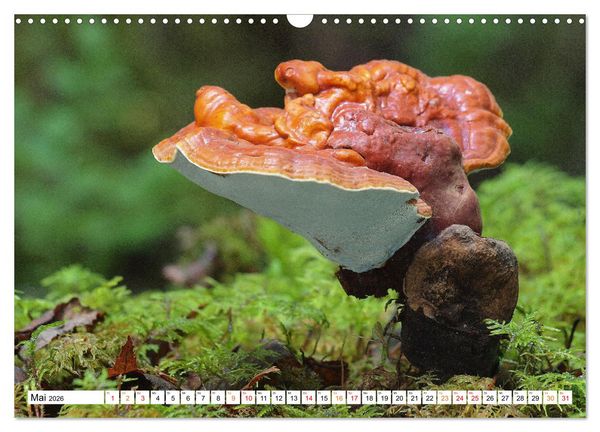Produktbild: Heil- und Vitalpilze (Wandkalender 2026 DIN A3 quer), CALVENDO Monatskalender