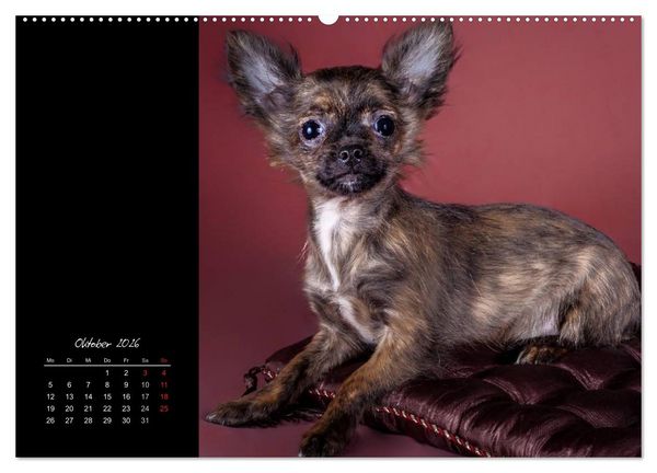 Produktbild: Chihuahua Welpen und Freunde (Wandkalender 2026 DIN A2 quer), CALVENDO Monatskalender