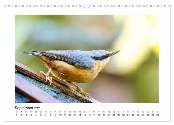 Produktbild: Flinke Kleiber (Wandkalender 2026 DIN A3 quer), CALVENDO Monatskalender