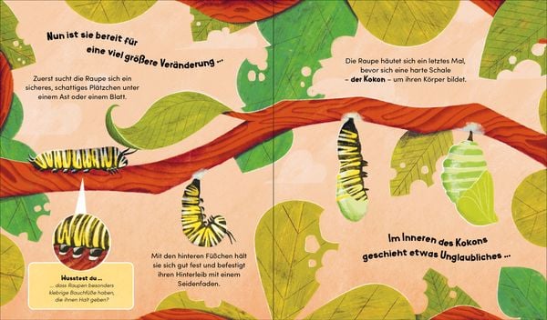 Produktbild: Aus klein wird gro&szlig;. So w&auml;chst ein Schmetterling