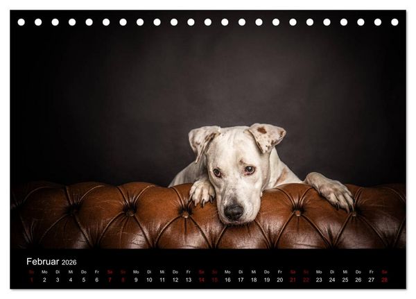 Produktbild: DOGO ARGENTINO (Tischkalender 2026 DIN A5 quer), CALVENDO Monatskalender