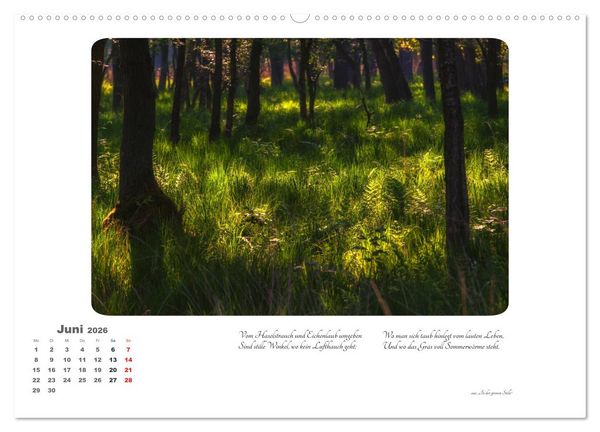 Produktbild: Max Dauthendey - Mit dem Wald durchs Jahr (hochwertiger Premium Wandkalender 2026 DIN A2 quer), Kunstdruck in Hochglanz