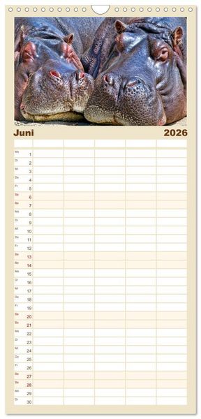 Produktbild: Familienplaner 2026 - Flusspferde - gem&uuml;tlich gef&auml;hrlich mit 5 Spalten (Wandkalender, 21 x 45 cm) CALVENDO