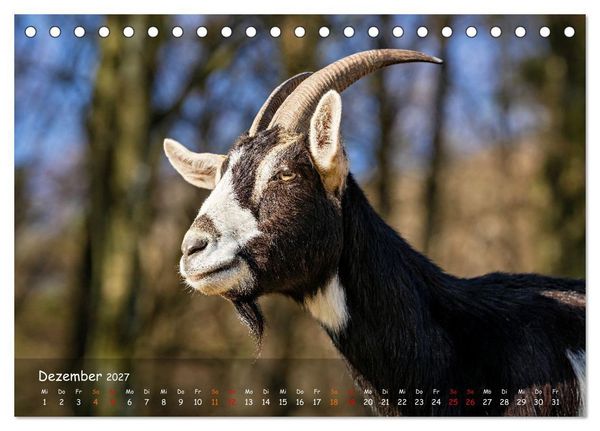 Produktbild: Albziegen (Tischkalender 2027 DIN A5 quer), CALVENDO Monatskalender