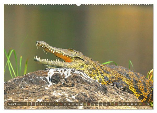 Produktbild: Krokodile in der Wildnis (Wandkalender 2026 DIN A2 quer), CALVENDO Monatskalender