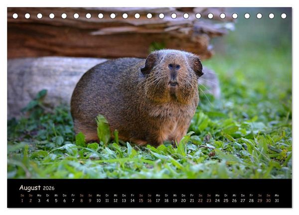 Produktbild: Meerschweinchen - Kleine s&uuml;&szlig;e Fellnasen (Tischkalender 2026 DIN A5 quer), CALVENDO Monatskalender