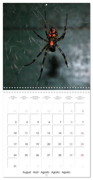 Produktbild: Spiders and Tarantulas (Wall Calendar 2026 12 &times; 12 Inch) CALVENDO 12 Month Wall Calendar