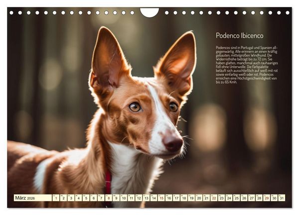 Produktbild: Windhunde im Portrait (Wandkalender 2026 DIN A4 quer), CALVENDO Monatskalender